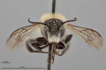 Media type: image;   Entomology 790660 Aspect: head frontal view
